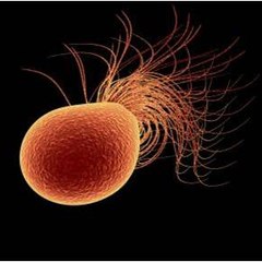 Extremophile