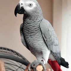 Jako Papağanı / African Grey Parrot