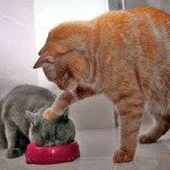 funneyanimalsnew
