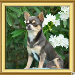 chihuahua des joyaux Divins