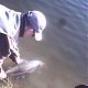 mjcmouche72
