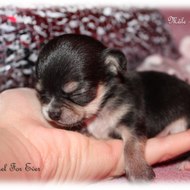 Elevage Of Angel For Ever