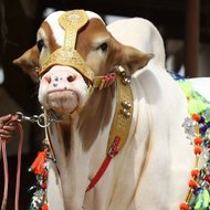 Sohrab Goth Gai Mandi