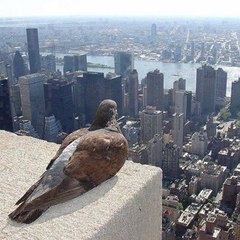 looklikeabird