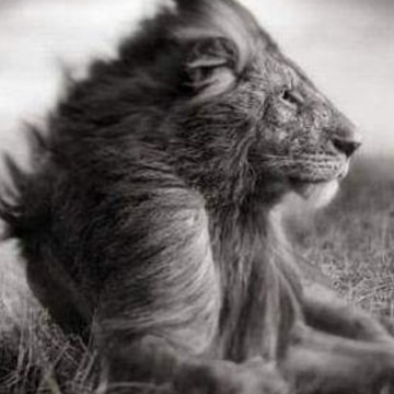 Belgesel Günlüğü