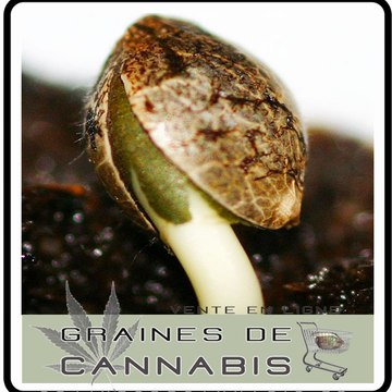 graines-de-cannabis