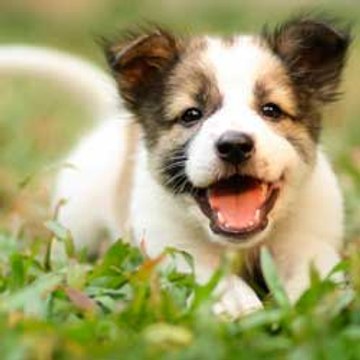 Dog Training  Tips and Tricks