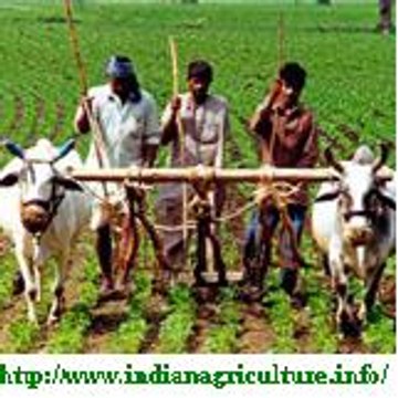 Indian Agriculture