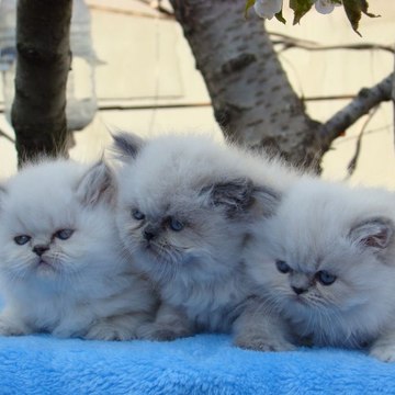 Denizkizipet