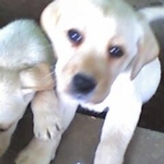 dOM13n