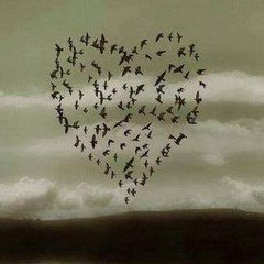 Cheema Blog88