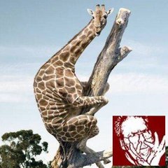 Papynounours