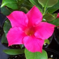 Mandevilla