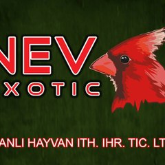 nevexotic