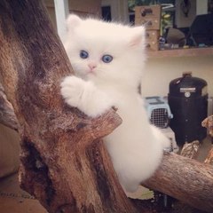 Kismet Kittens