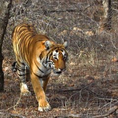 Limra Hospitality Pvt Ltd