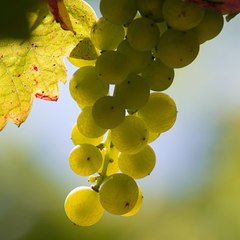 Domaine La Pounière