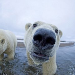 Eisbär JM