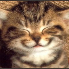 Best Funny Videos 2016