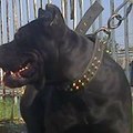 Bandog Masistas