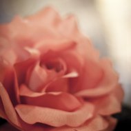 Flamenco Pura Sangre