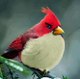 Irfan_Ahmed