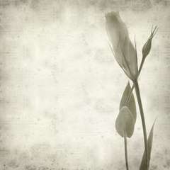 Brandy Ragland