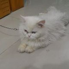 Hyder Ali
