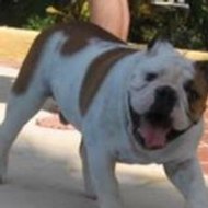 Gugusse-Boomba Bony's Bulls Gang