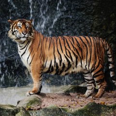 Jayasimha Carmona