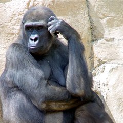 日本商工リサーチ