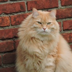 Mysiberianmax