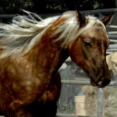 Lonesome Dove QH Wales