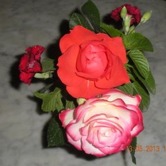 cherif Msadek Cherif