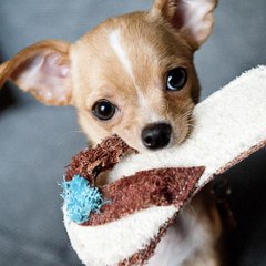 Cute animal
