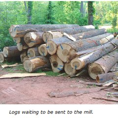 Logging Contractor Berks