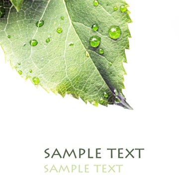 Parkrose Porter