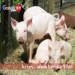 밤*의*전*쟁 인천건마 광교립카페 대전 서구 도마동 건마