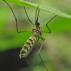Pest Control Service