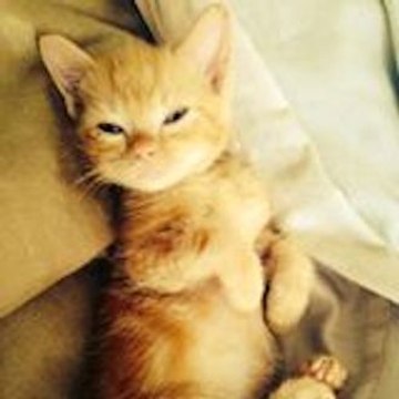 Shelter Cats and Kittens