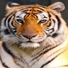 Genuine HD Hindi Video Songs