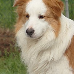 Mafaldascollie